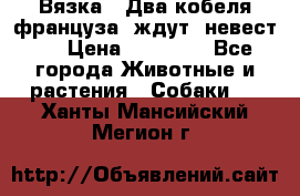  Вязка ! Два кобеля француза ,ждут  невест.. › Цена ­ 11 000 - Все города Животные и растения » Собаки   . Ханты-Мансийский,Мегион г.